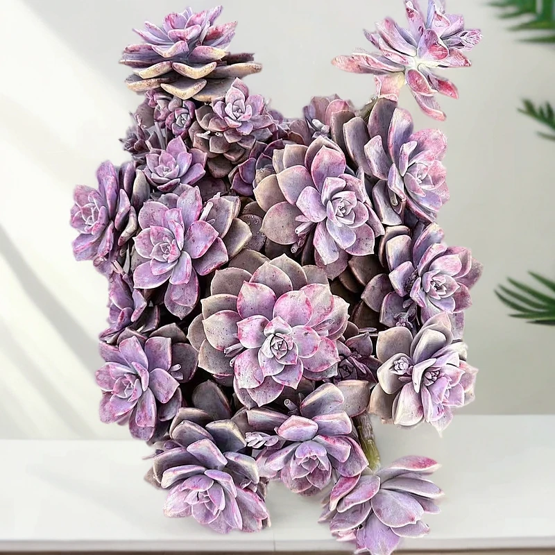 挚爱 大老桩紫乐 【需要收缩打包展开尺寸30公分起】