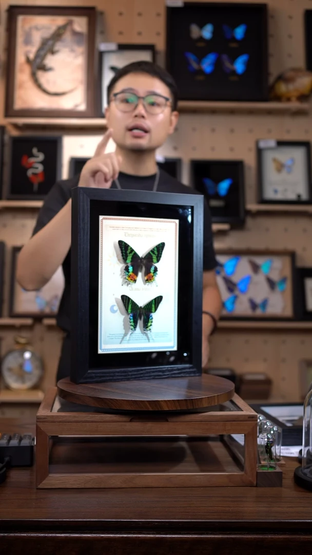 太阳蛾+月亮蛾设计款A4黑框