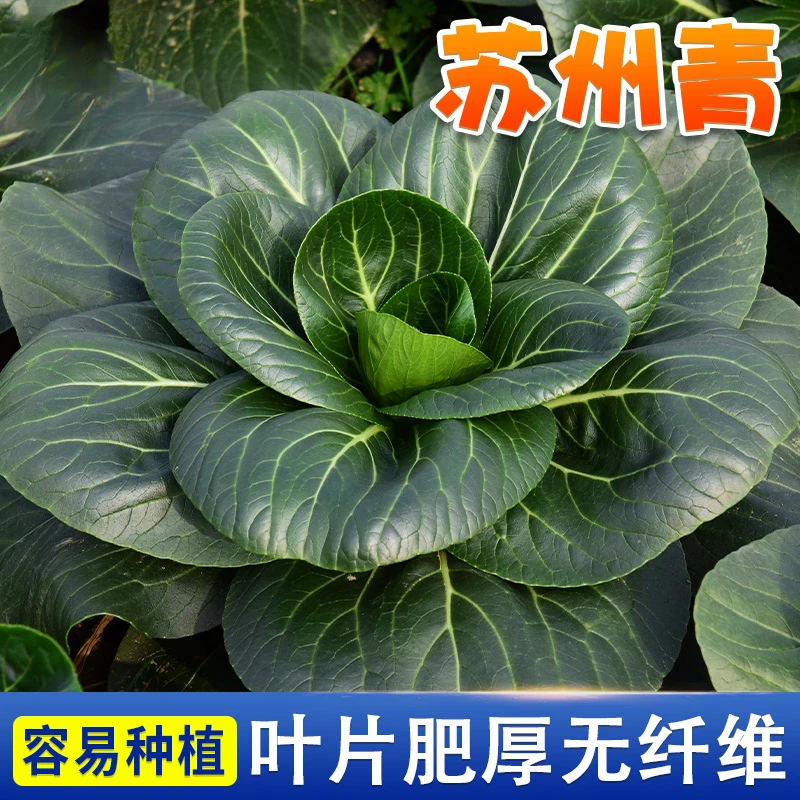【zs】黑叶苏州青种子上海青种籽蔬菜种子油菜简单青菜耐热