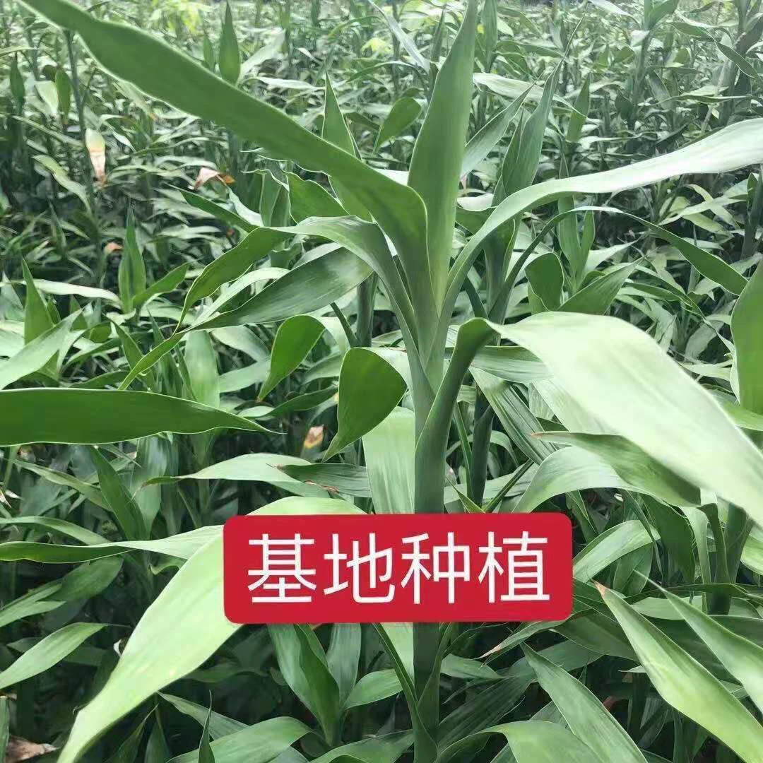 富贵竹植物客厅招财土培大盆栽节节高粗杆带根植物绿竹室内好养活