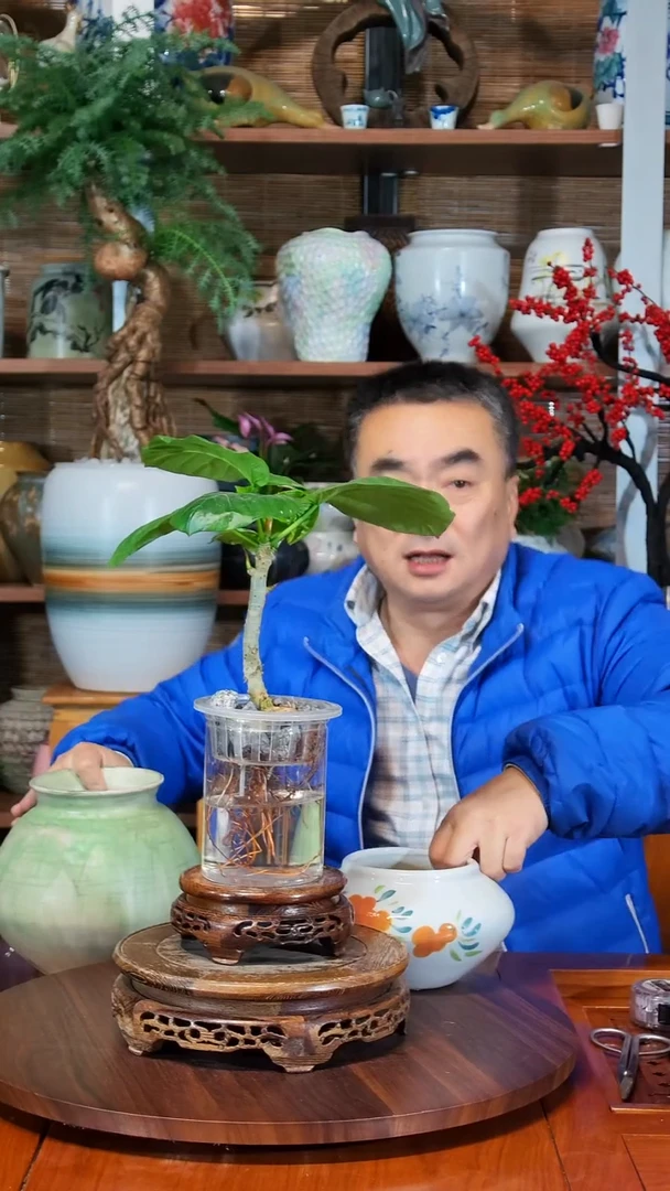 无花朵小*明水之韵水培爱心榕不带瓶