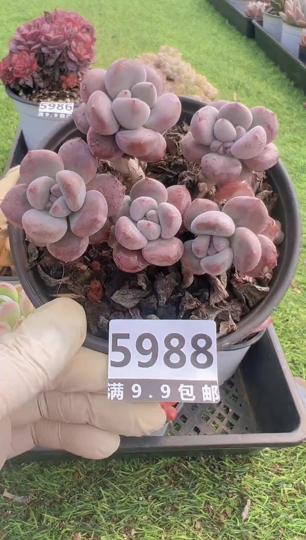 【闪购商品】信福多肉一物一拍