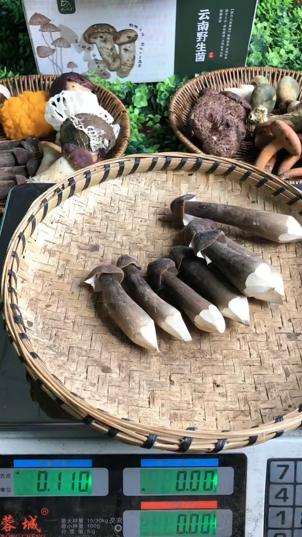 黑皮鸡枞中国大陆黑皮鸡枞