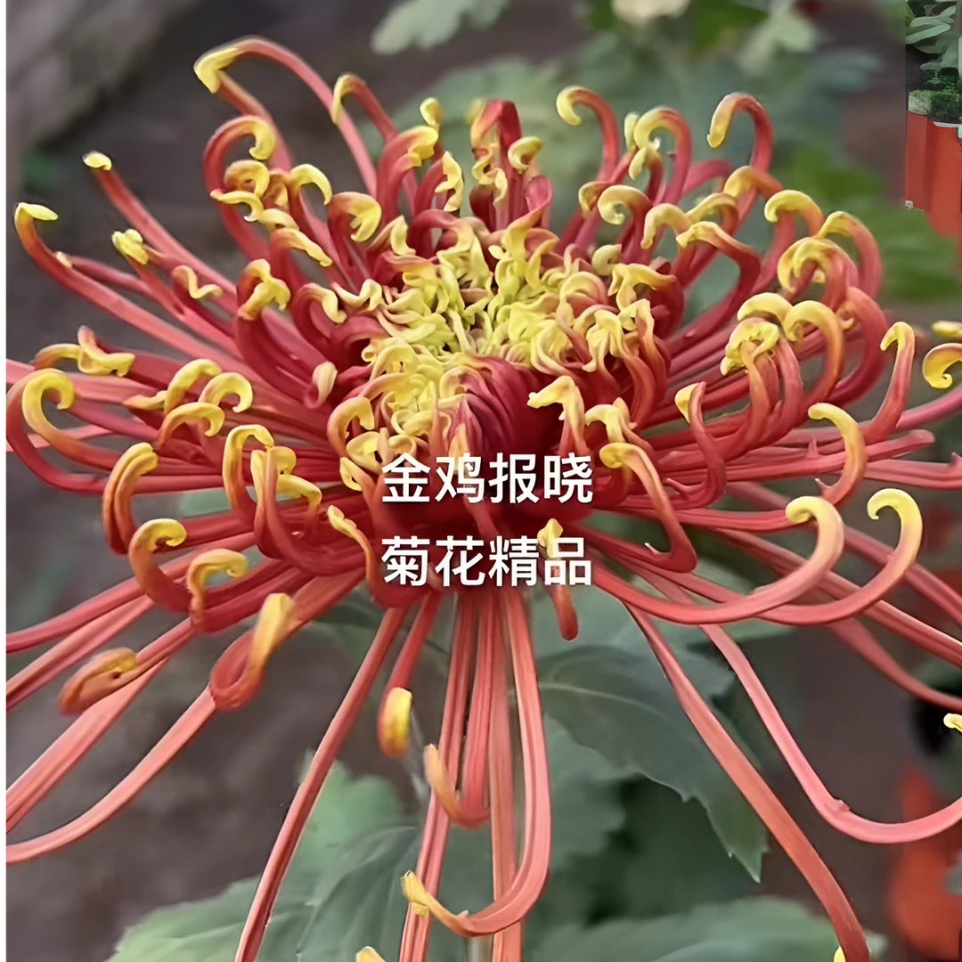 【金鸡报晓】九月大菊花小苗稀有品种花期长耐热耐寒易养活喜阳