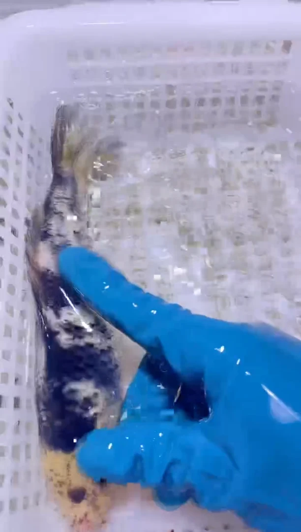 锦鲤血统锦鲤全场包邮18