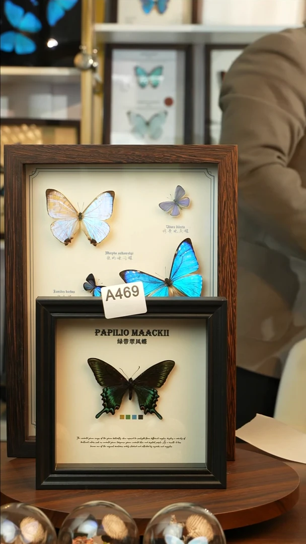 绿带翠凤蝶春款(6寸欧式黑框）A469