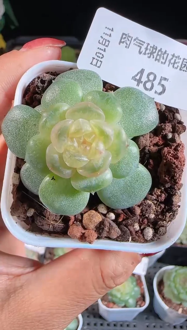 1110-485流莹（群生不包整）