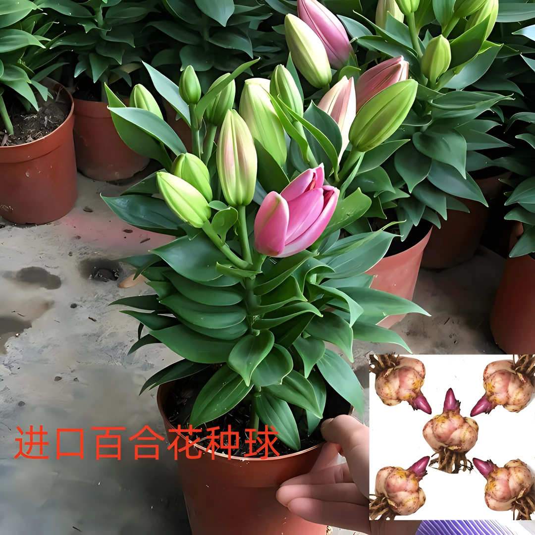 进口多头香水百合种球花种球耐寒四季种植室内外花卉盆栽紫红色