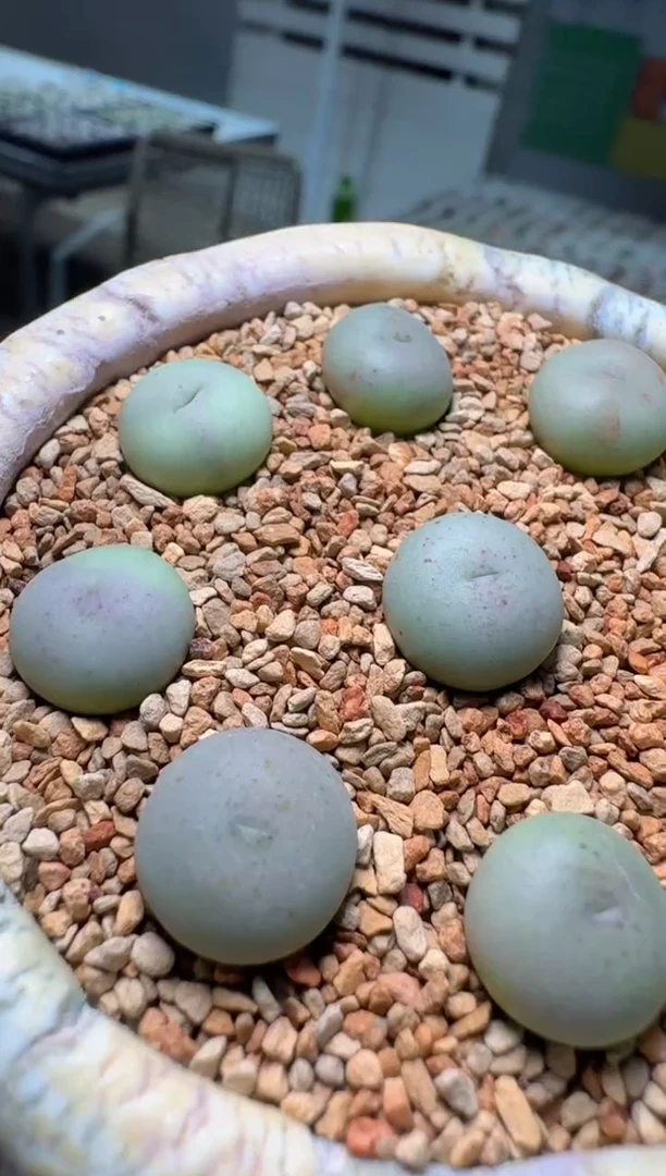 266多肉植物肉锥小拳拳一颗