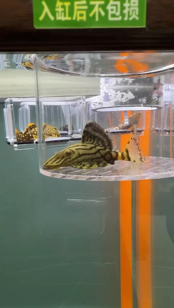 清道夫鱼118号191入缸不包损录制完整开箱视频7.2厘米