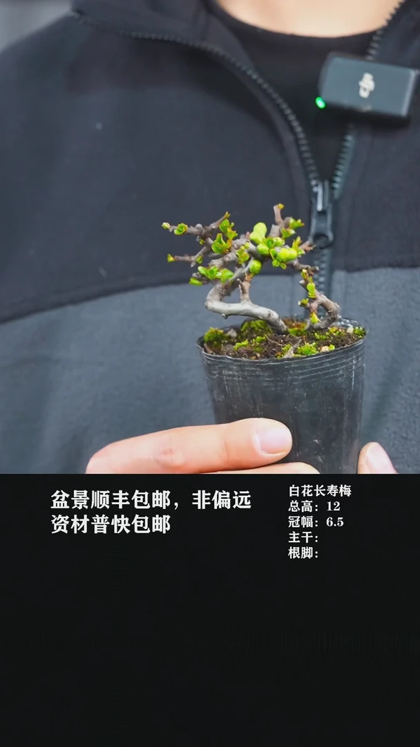 【闪购商品】-白花长寿梅y5