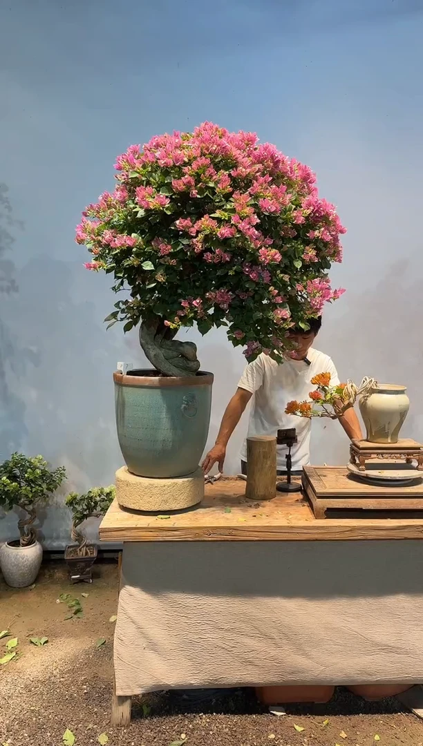 全部花朵盐***院三角梅7