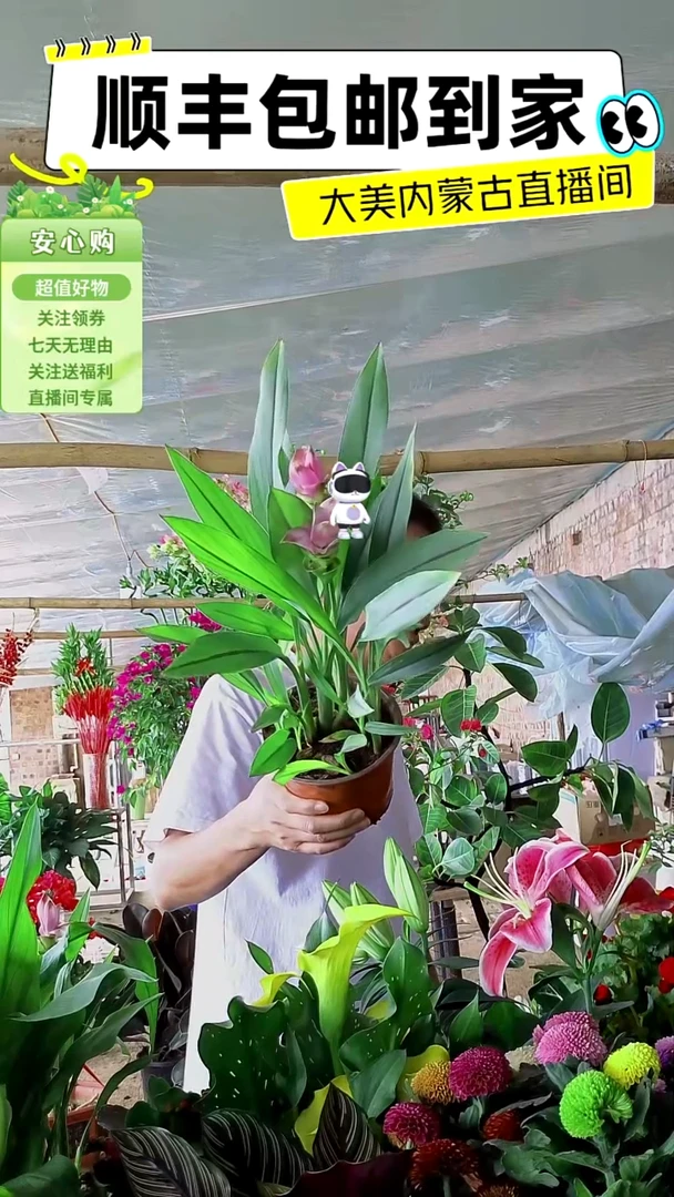 完全开放带花姜荷花