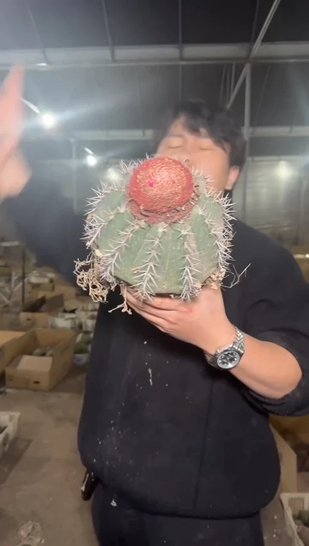 大锦云【带云顶】实生根