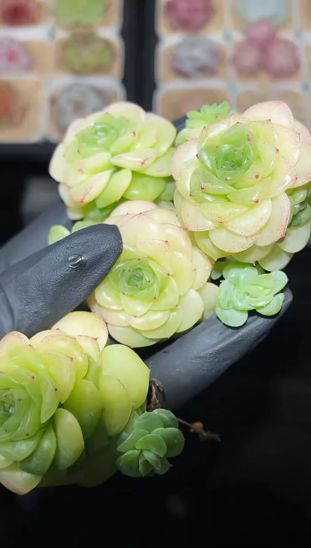 闪购2658 怜月多肉一颗  4-4.5厘米