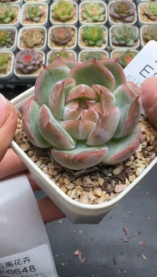 647E云禹多肉植物 带盆土纸巾打包 3颗包邮