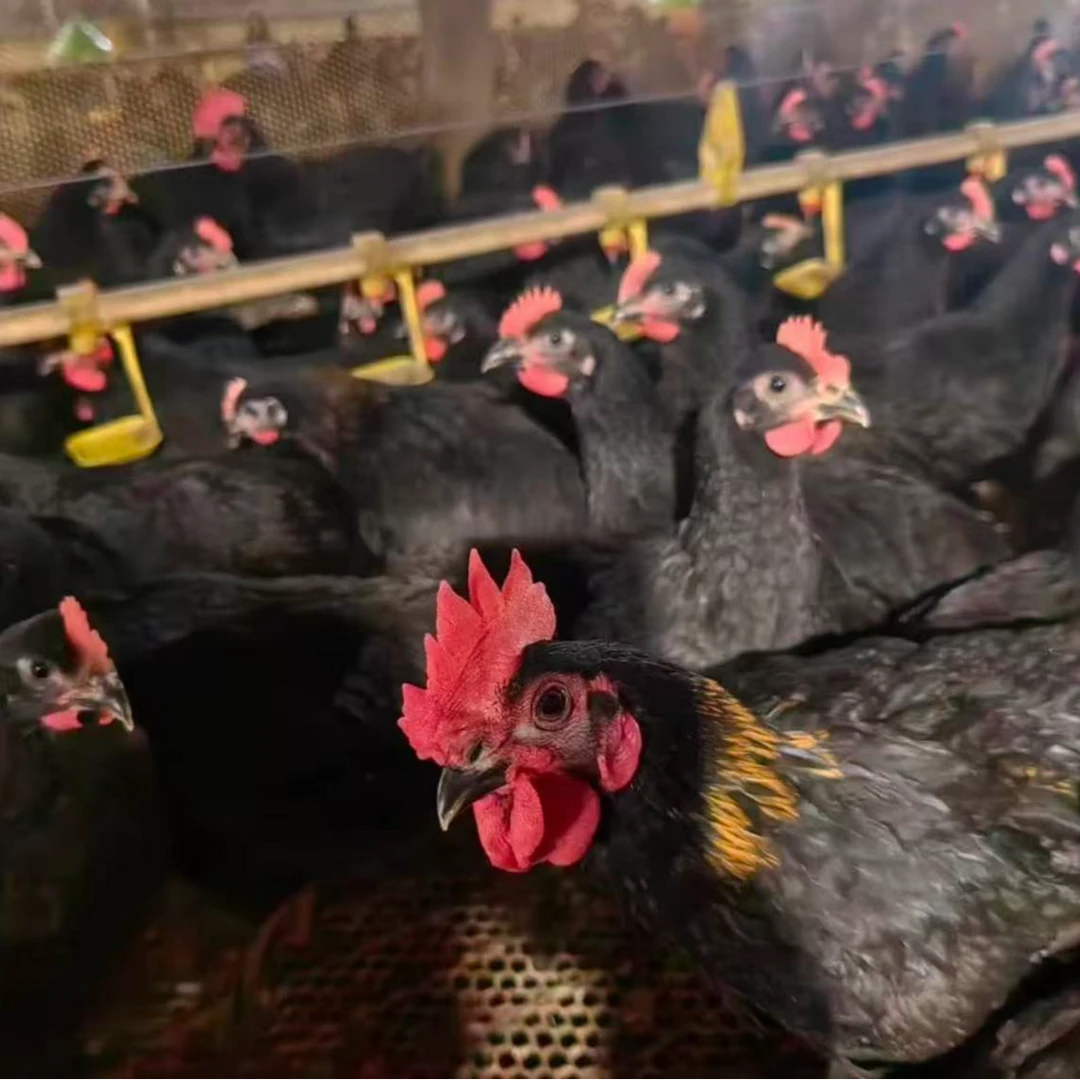 农家散养黑凤鸡发货包邮到手3只单只2.5斤以上发货