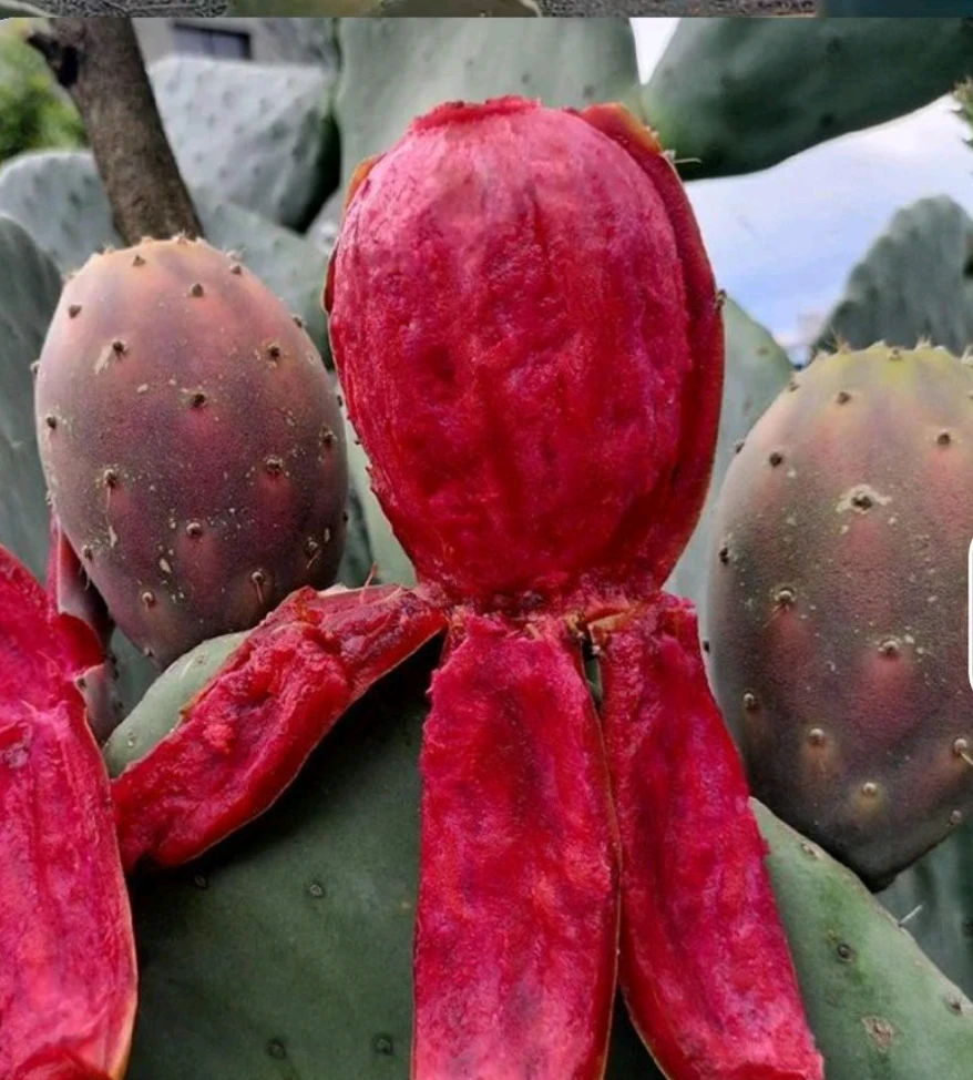 红钻大红果—黄钻大黄果—（白钻冰淇淋新品种)  种植片一物一拍