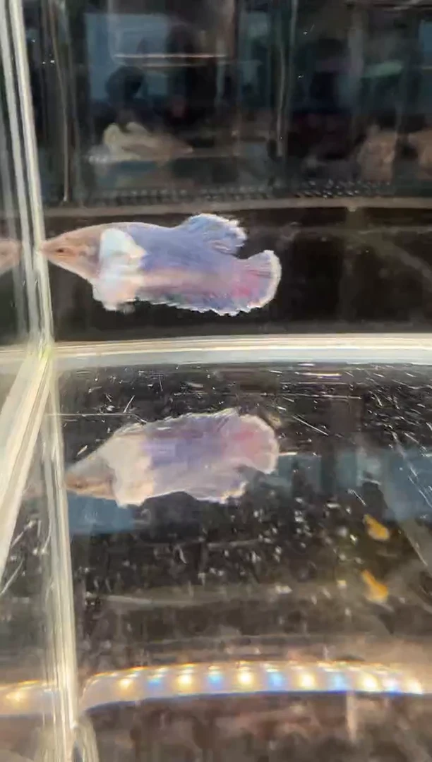 斗鱼斗鱼绣球大耳朵