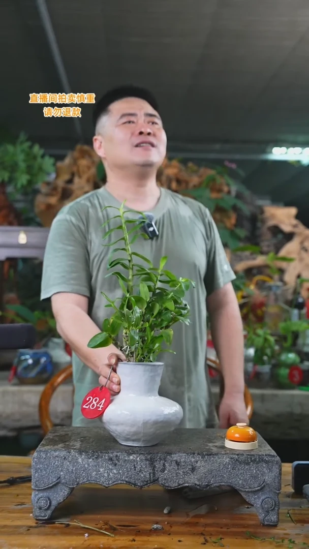 当前无花栽培后可以开花石斛284T