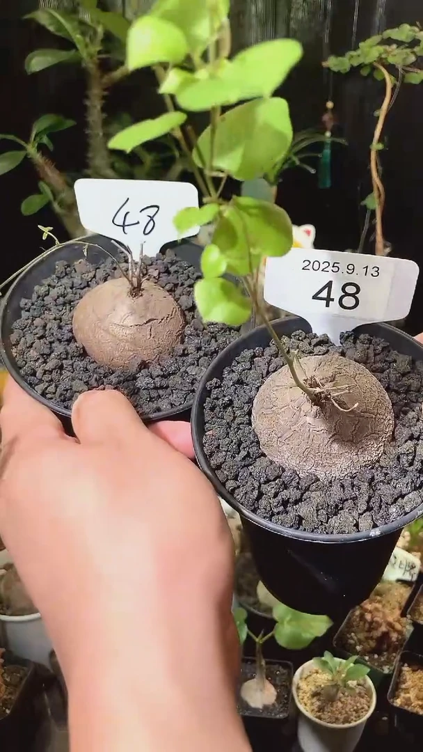 48号913福利南非龟甲龙买1个送1个