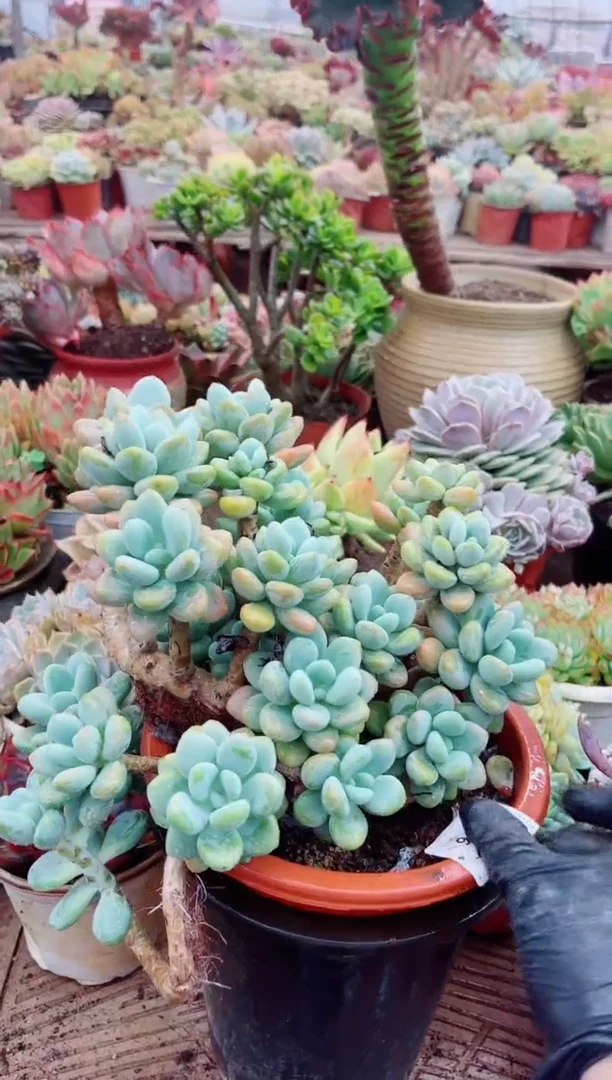 醉*茗08076多肉植物一物一拍