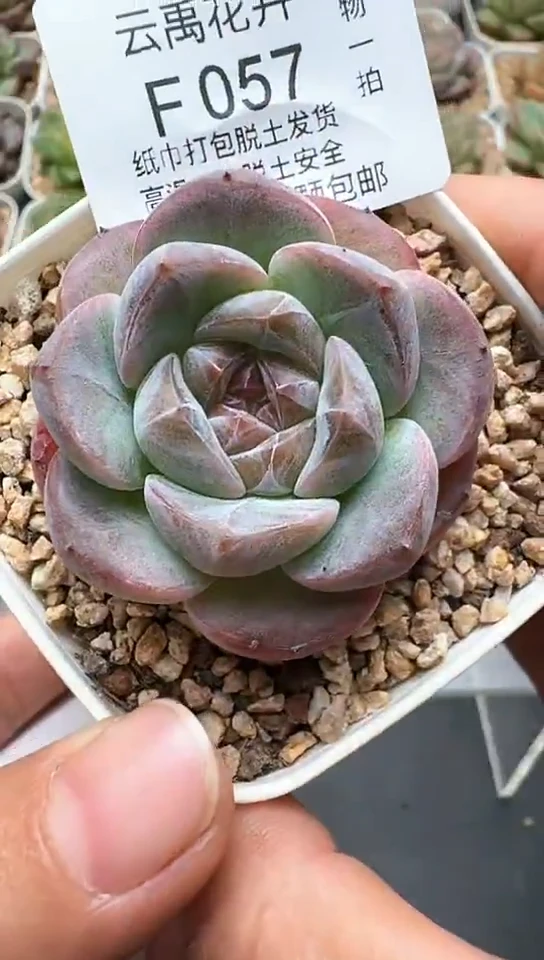 057F云禹多肉植物 默认脱土纸巾打包 3颗包邮