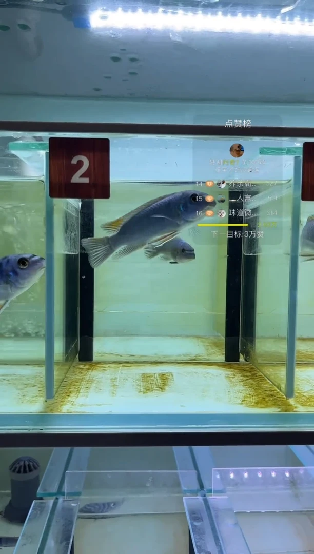 海水三湖慈鲷野生