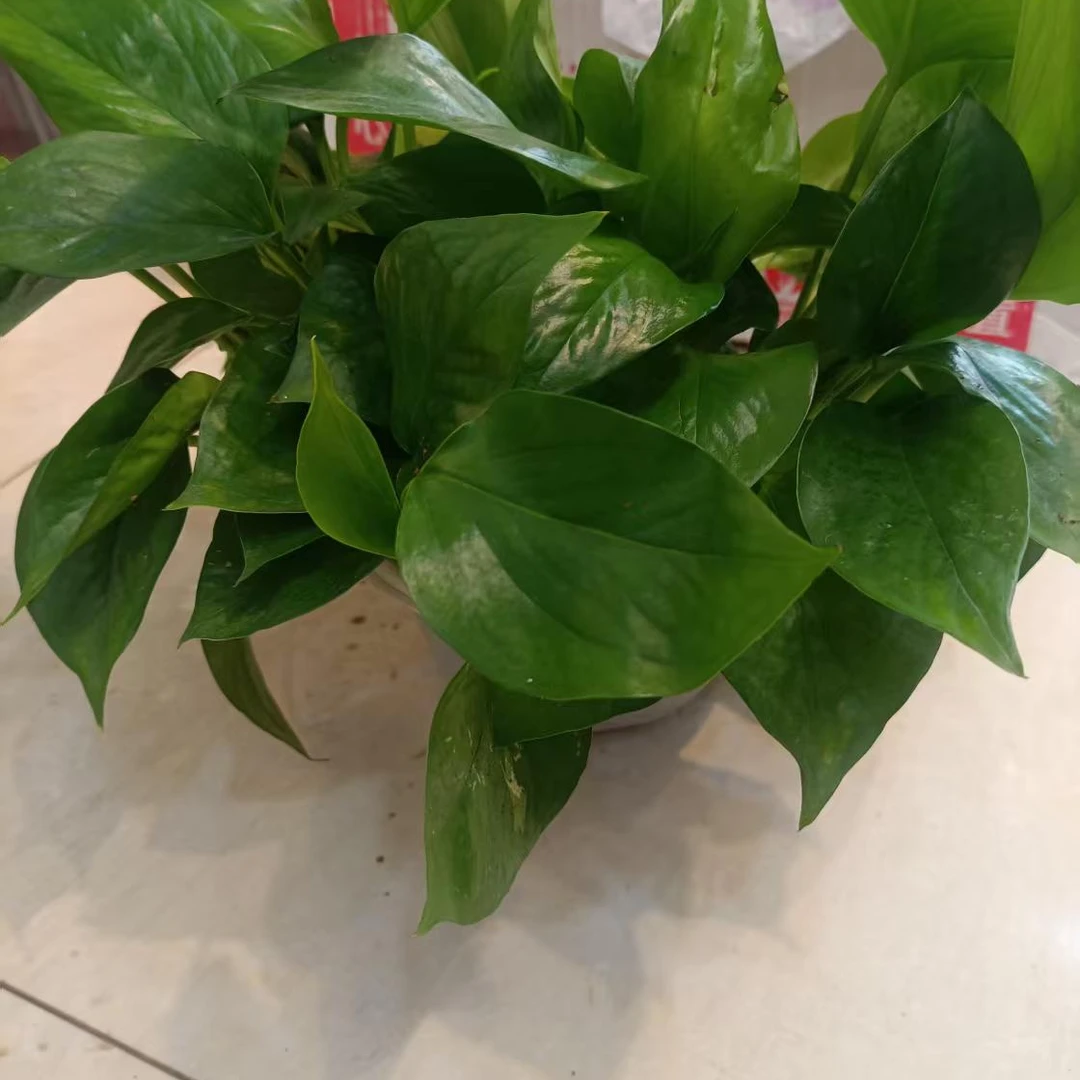 新鲜绿萝3盆