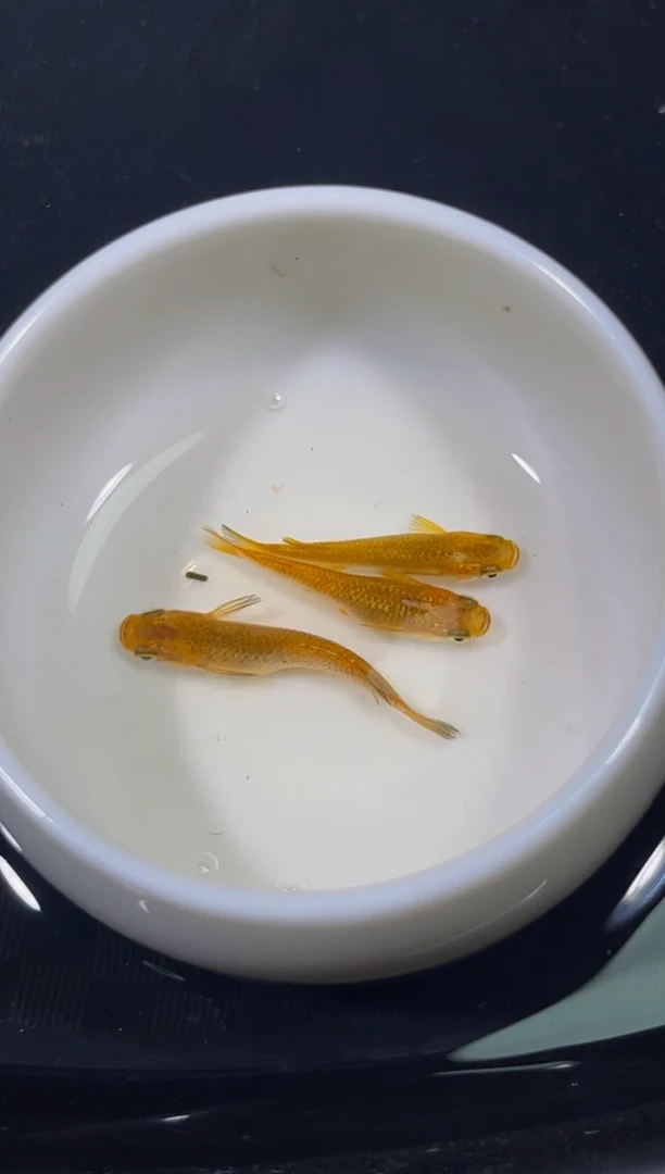 青鳉鱼观背青鳉一物一拍34