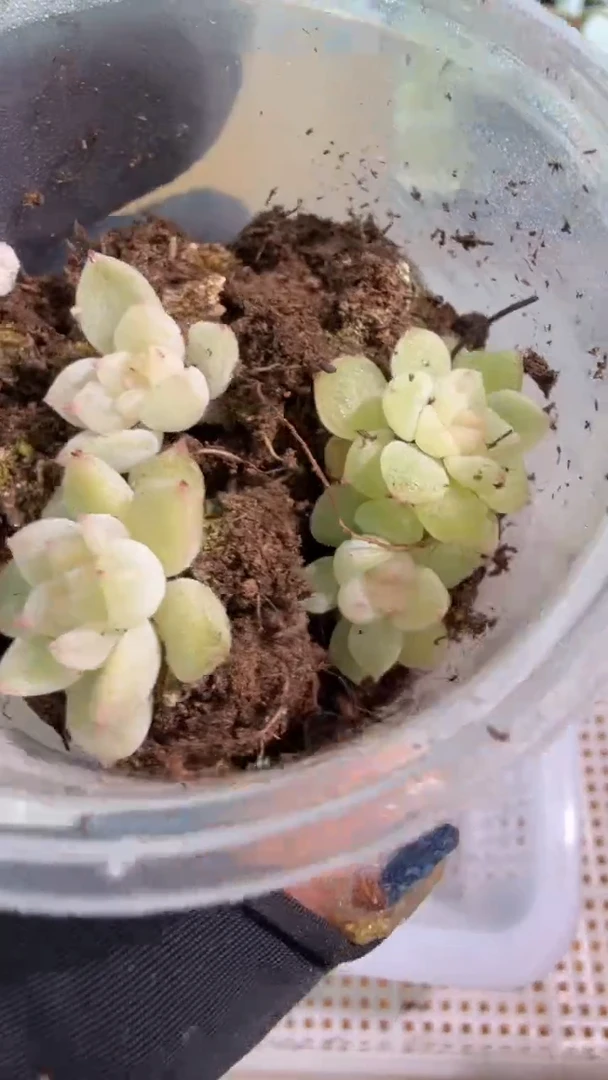 泼天CF 小圆盒1盒 3颗量拍多肉植物