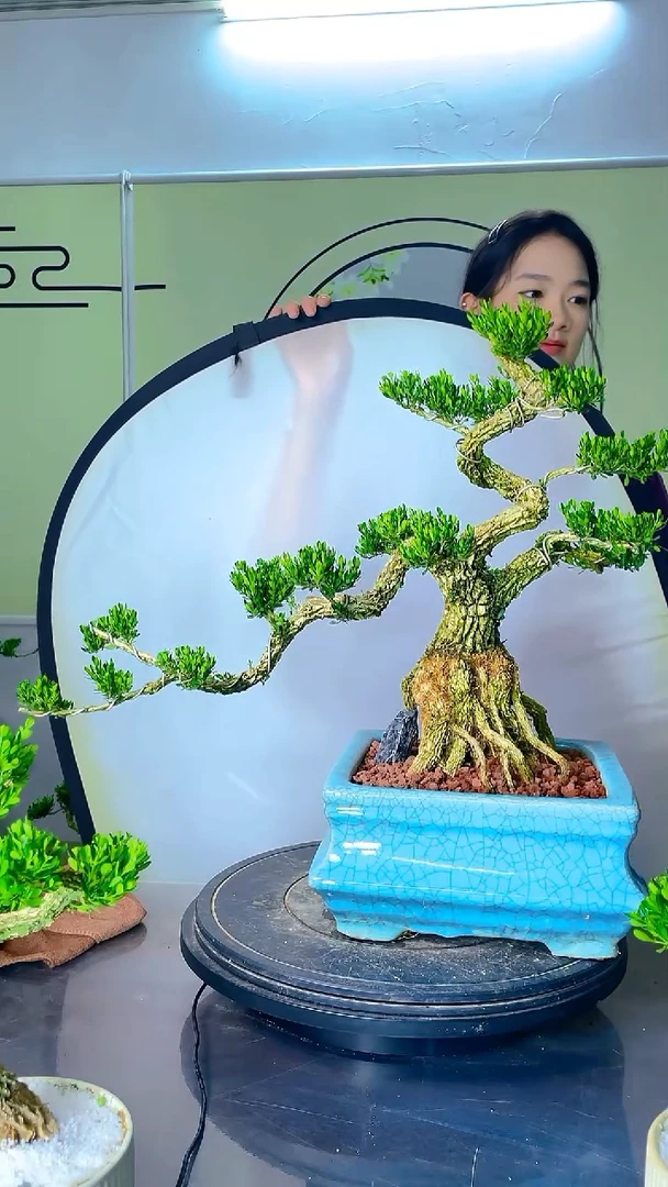 不开花植物广东雀舌皱皮黄杨精品桩