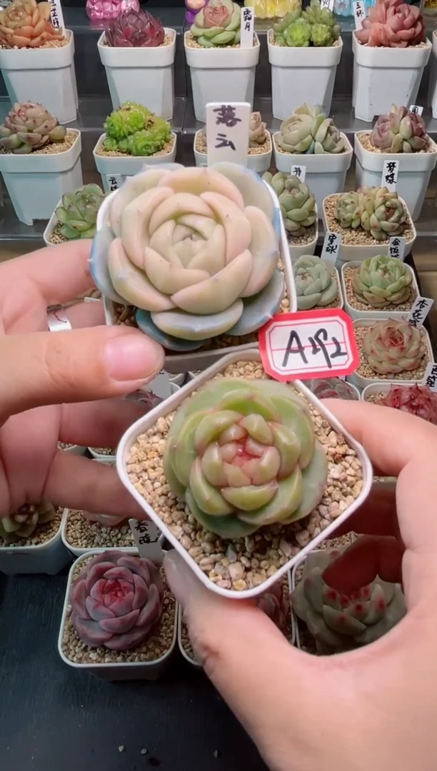 【闪购商品】A292落云和龙舌兰