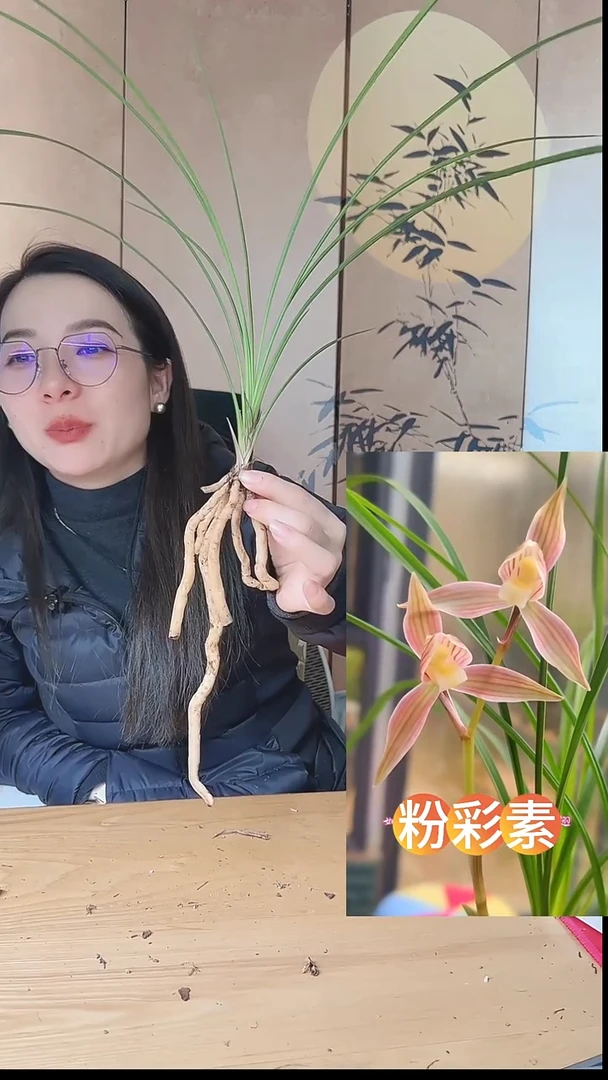 当前无花栽培后可以开花：粉彩素