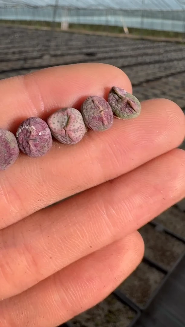 330多肉植物肉锥小饺子一颗