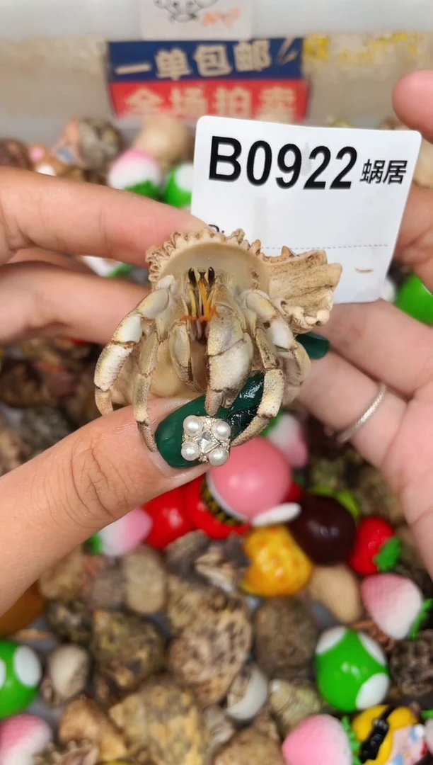 陌派甄选寄居蟹0922