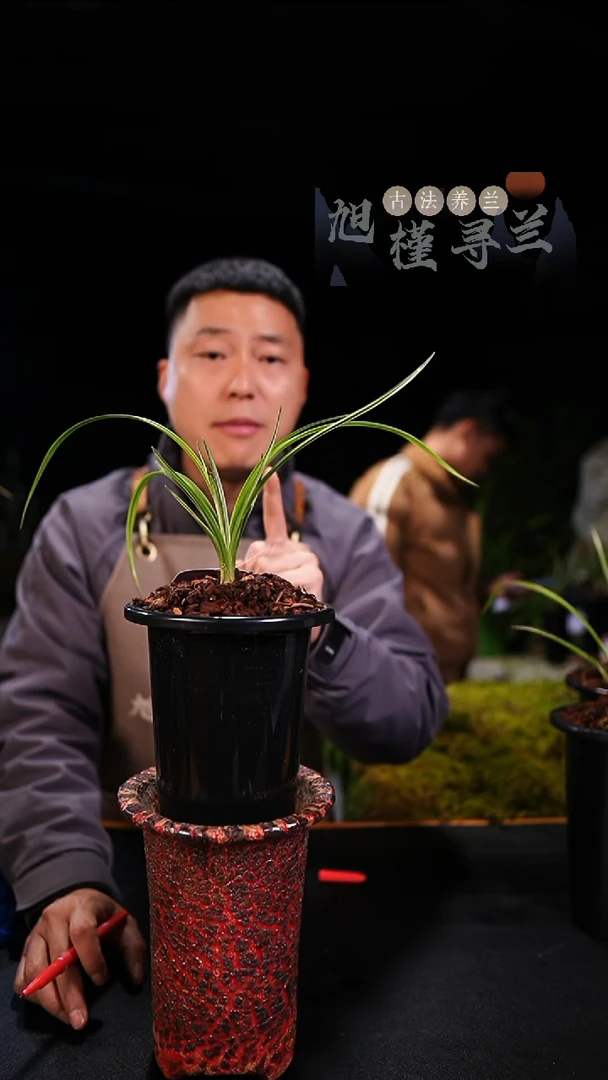 当前无花栽培后可以开花用****1蕙兰-瓷白变形中透艺草（一物一拍）