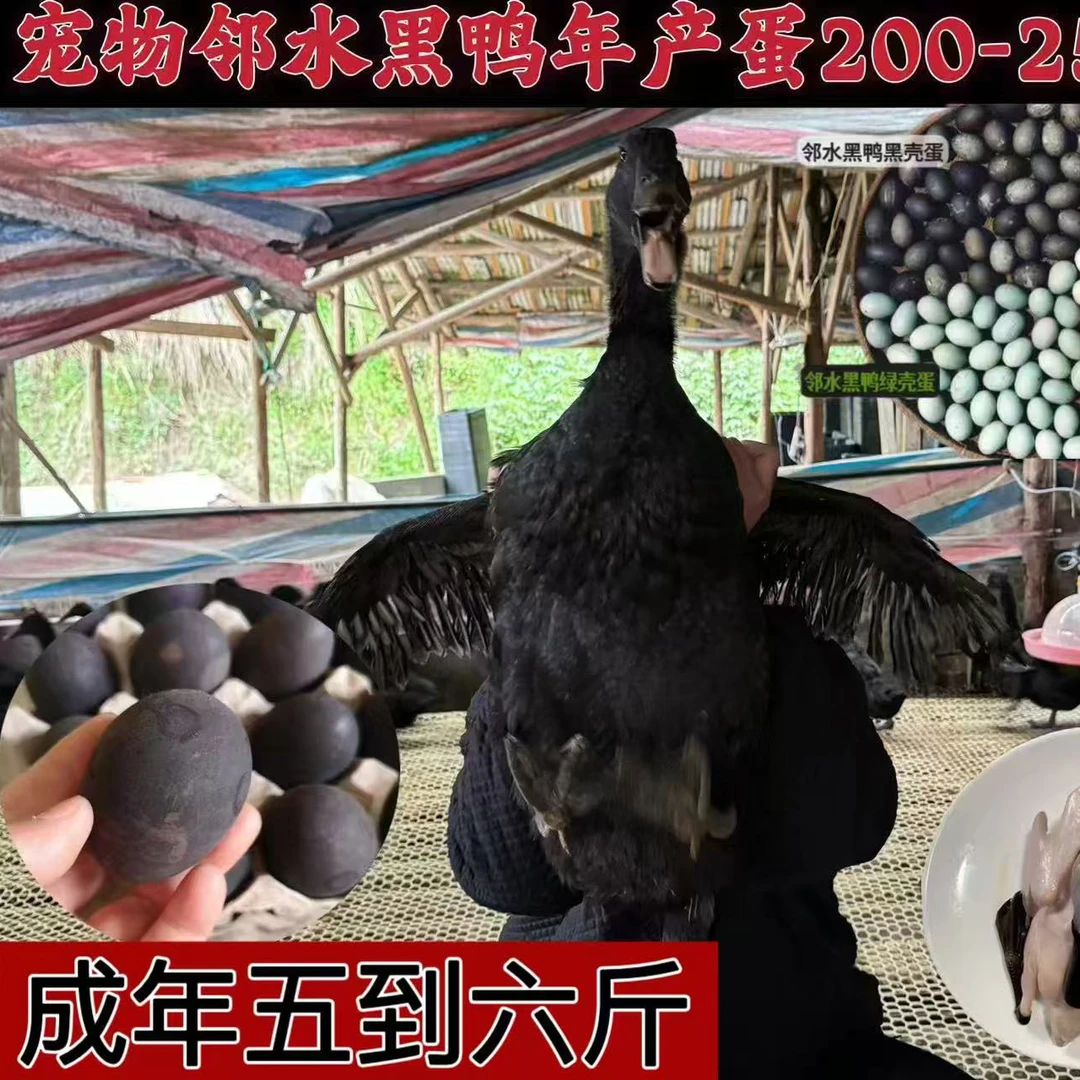 【5月福利】邻水黑鸭 大母鸭 单只4斤左右