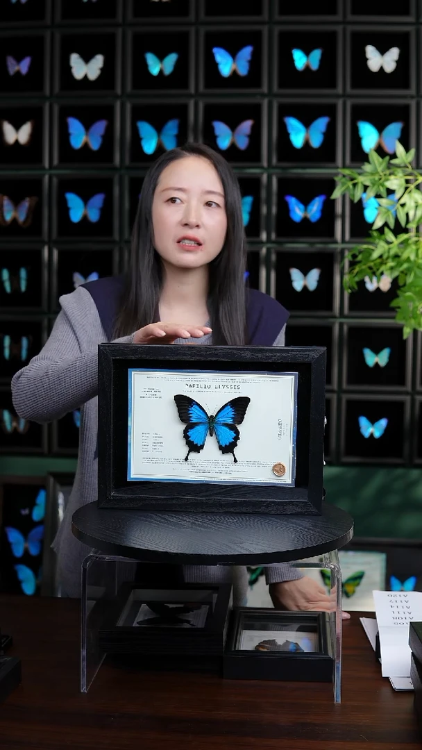 天堂凤蝶设计款A4黑框横