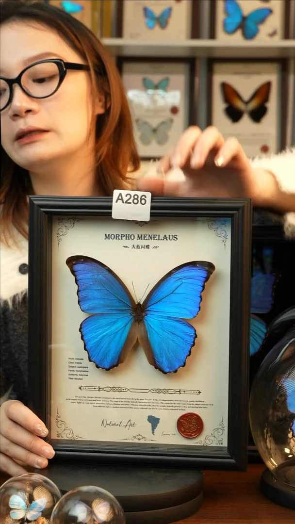 大蓝闪蝶-英文（10寸欧式黑框）A286