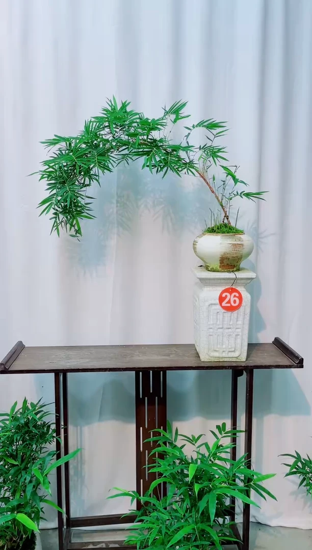 无花朵竹子盆景盆栽
