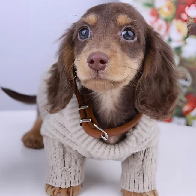 腊肠犬宠物狗狗迷你体长/短毛腊肠犬腊肠狗狗