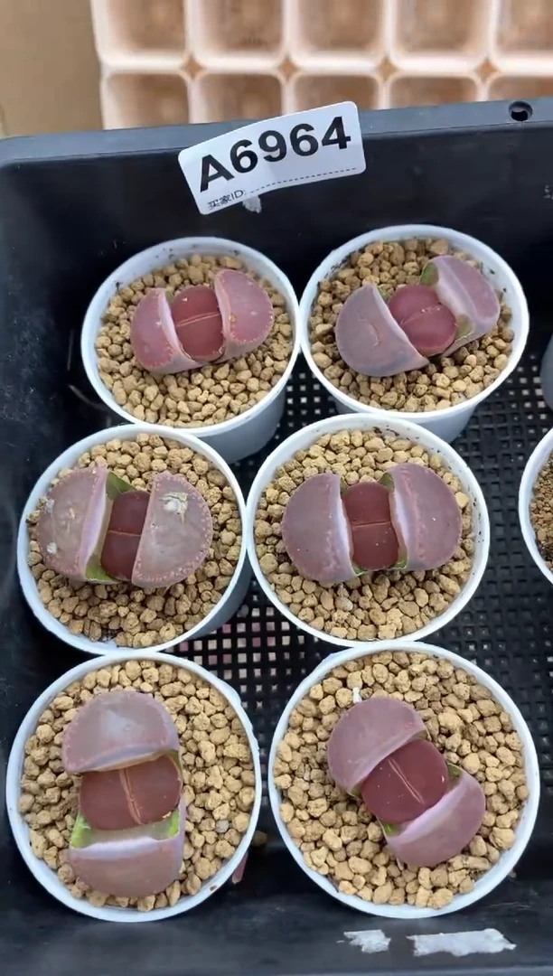 【闪购商品】6964直播一物一拍