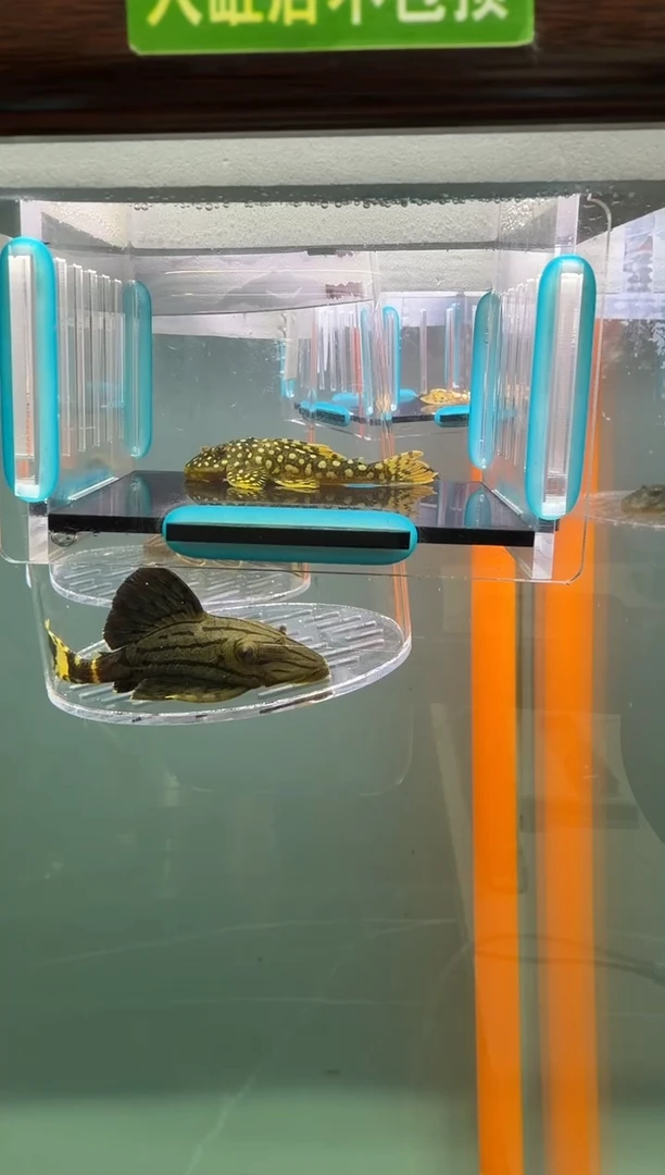 清道夫鱼013号14入缸不包损录制完整开箱视频5.5厘米