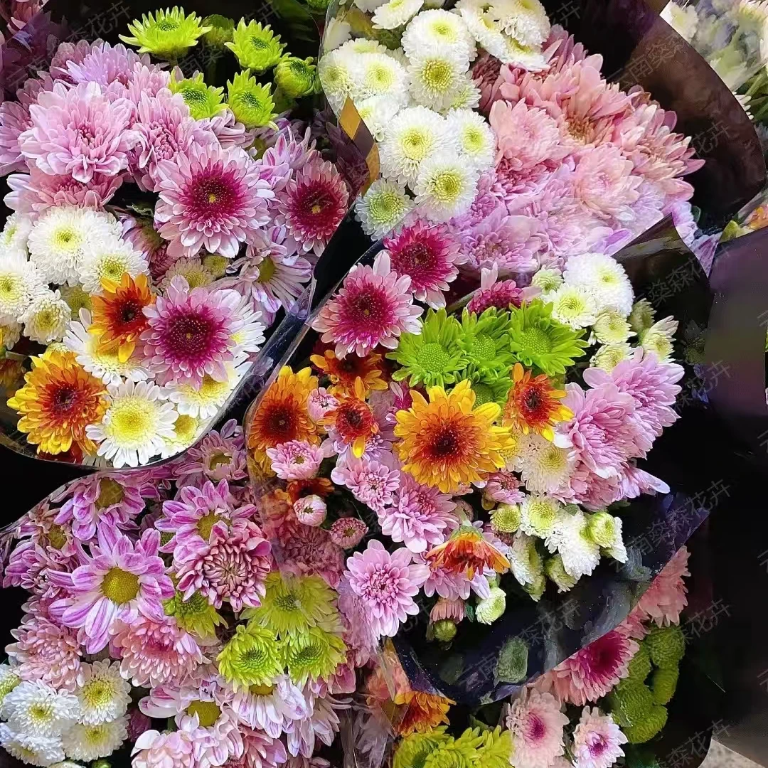 A级稀有随机多头小雏菊（凑单FL）
