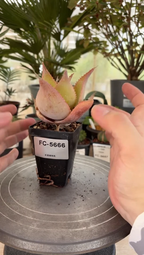伊玛洛特FC-5666
