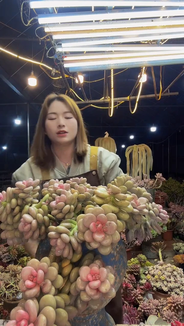 【闪购商品】rmb桃蛋一物一拍带盆（物流自理）