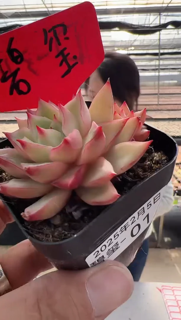 【闪购商品】碧玺-1