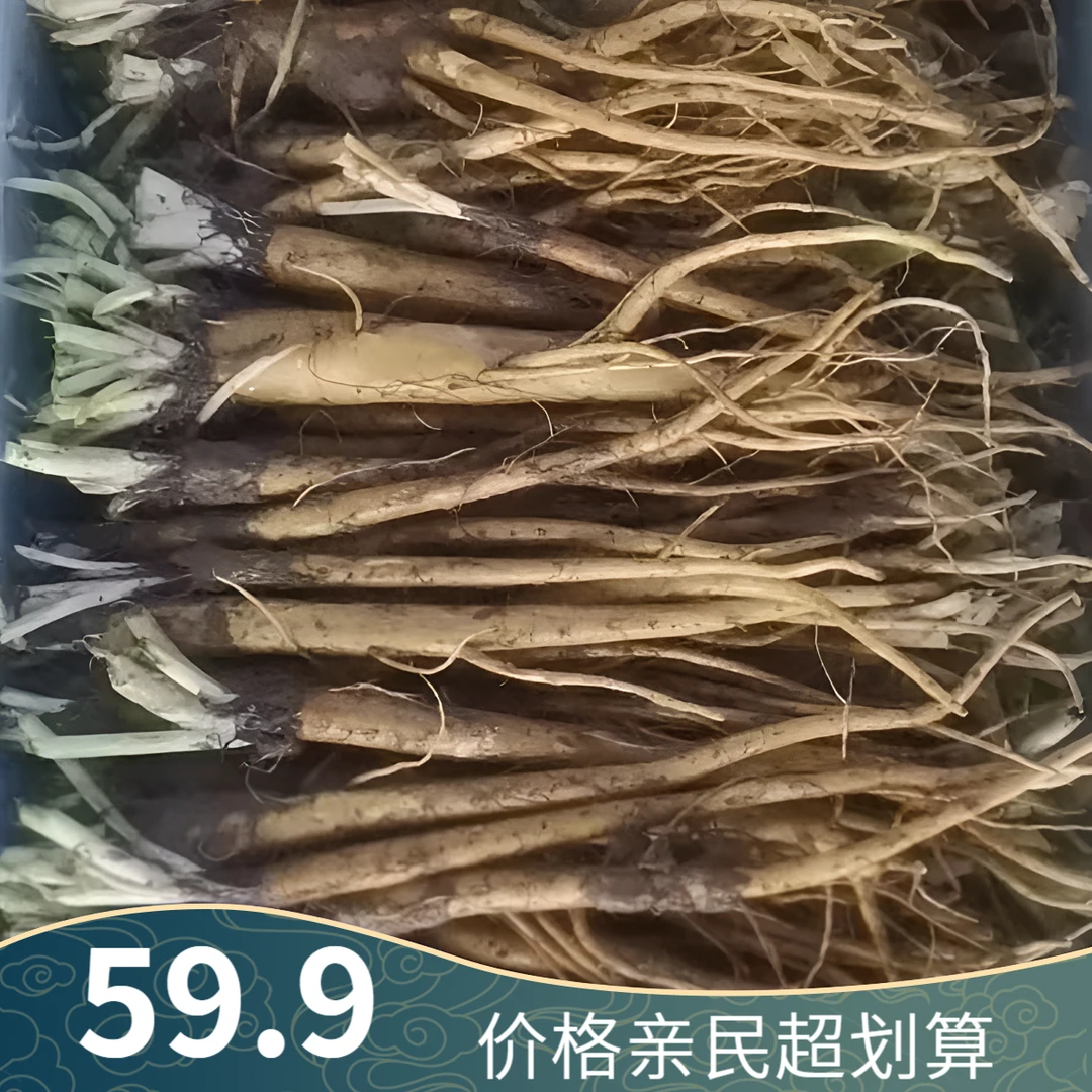 食叶草半年生根苗食叶草（20颗）