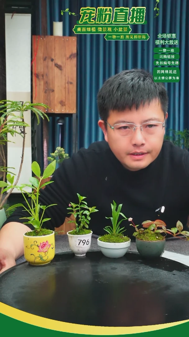 无花朵弓***石苔藓微景观796号